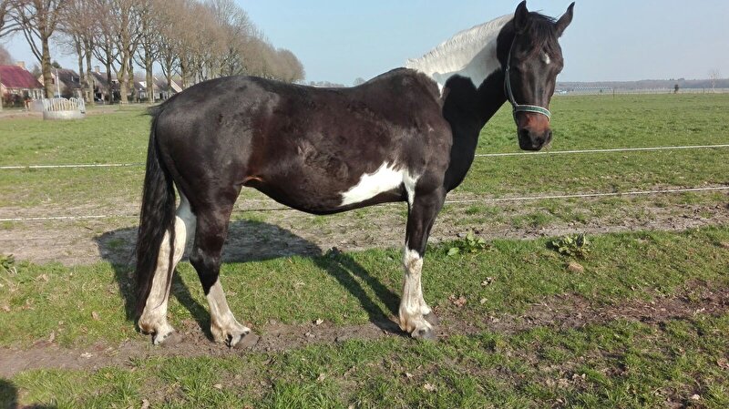 Afbeelding