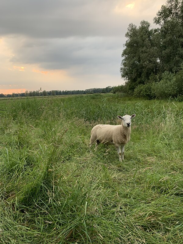 Afbeelding