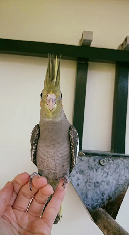 Afbeelding
