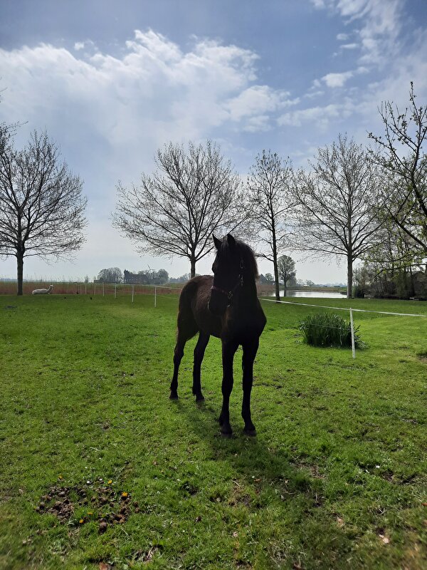 Afbeelding