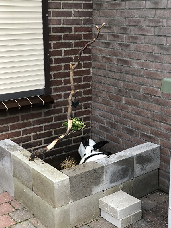 Afbeelding