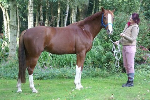 Afbeelding