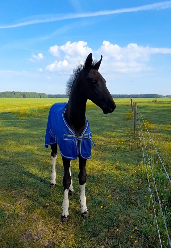 Afbeelding