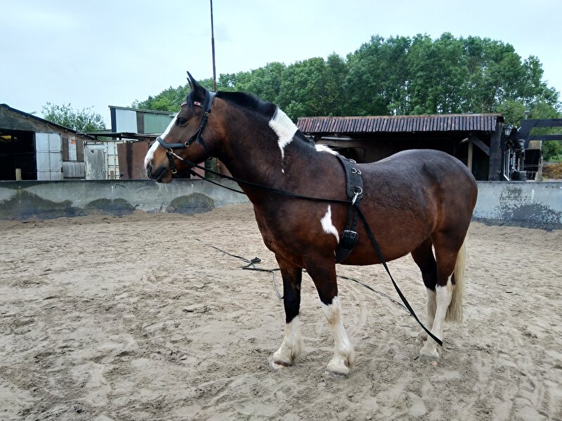 Afbeelding