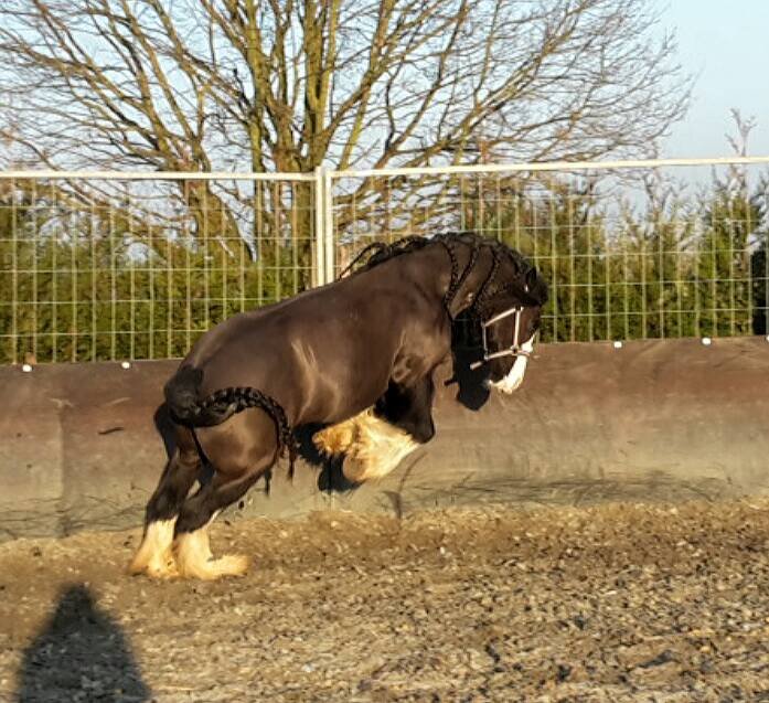 Afbeelding