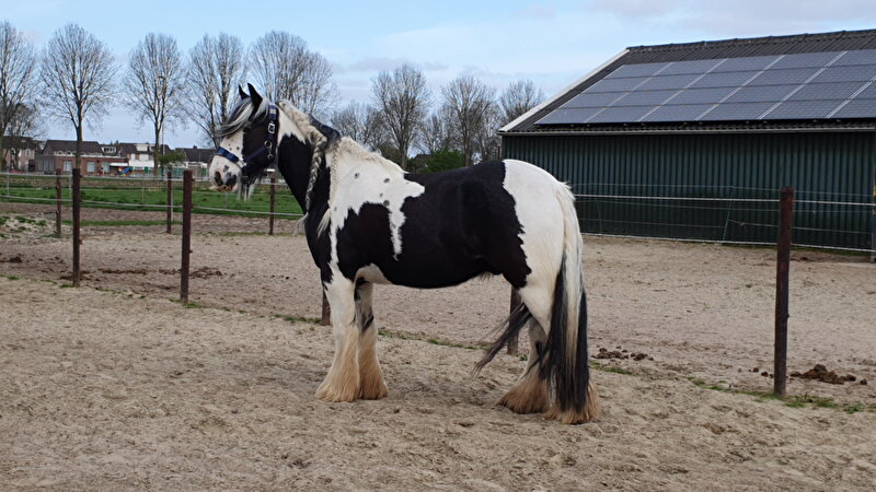 Afbeelding