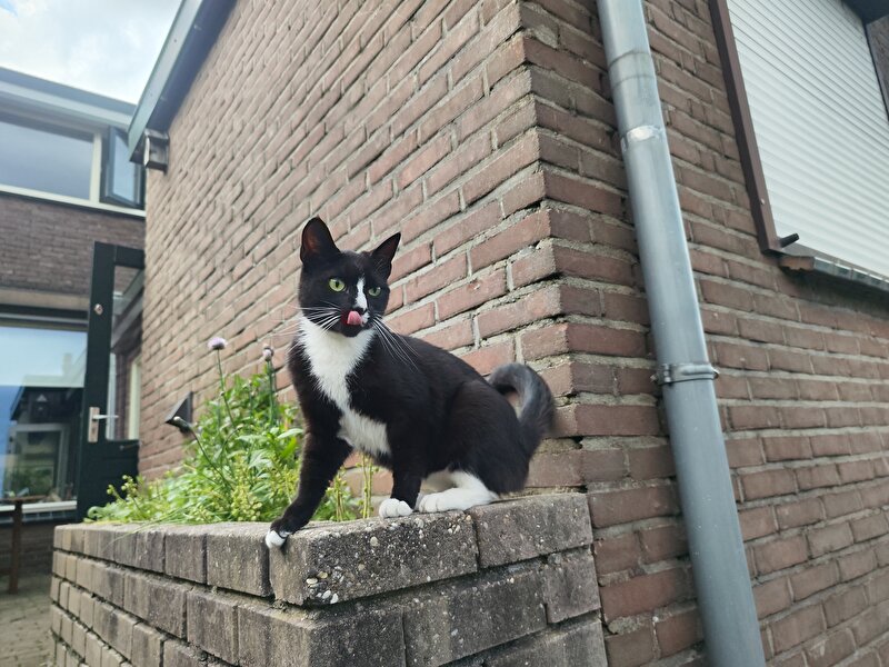 Afbeelding