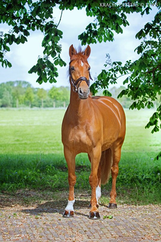 Afbeelding