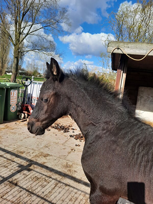 Afbeelding