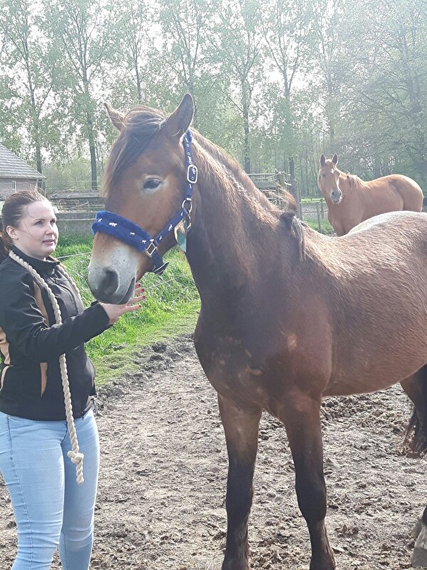 Afbeelding