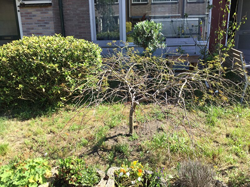 Afbeelding