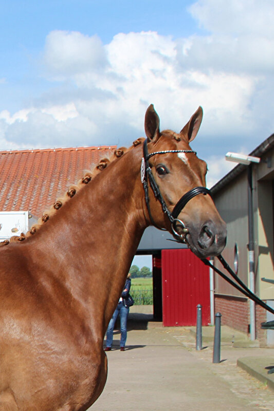 Afbeelding