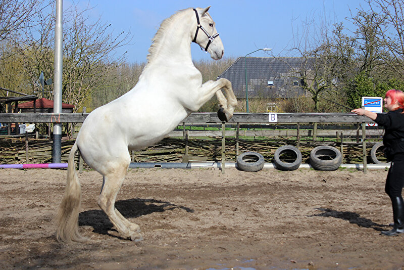Afbeelding