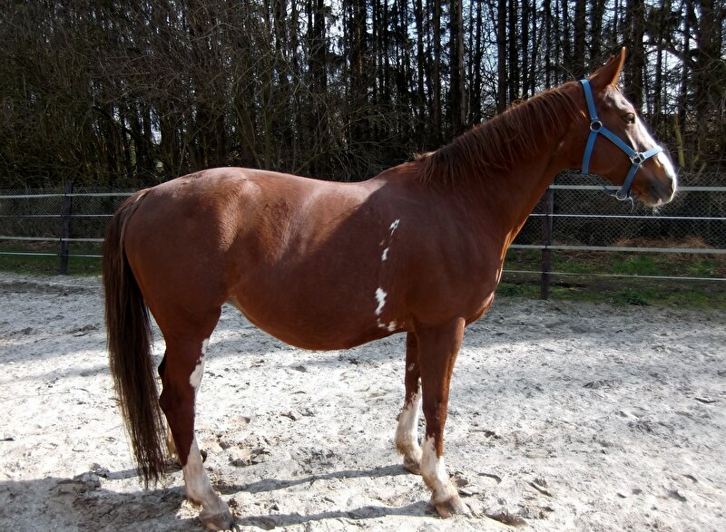 Afbeelding