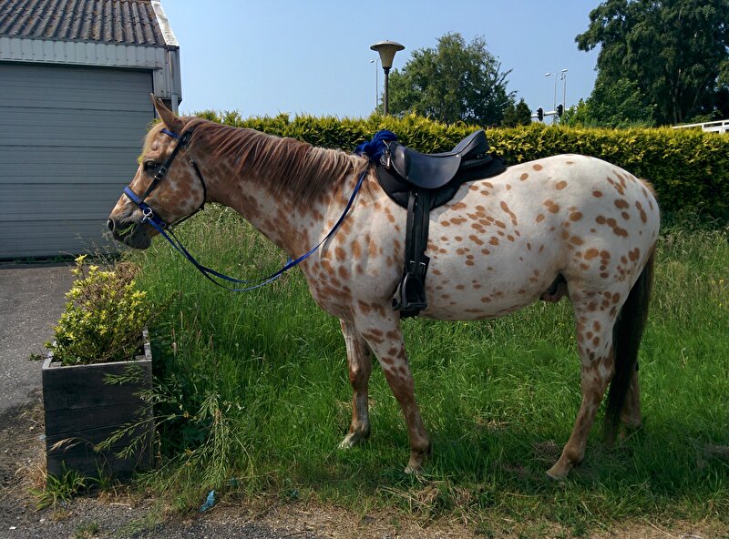 Afbeelding