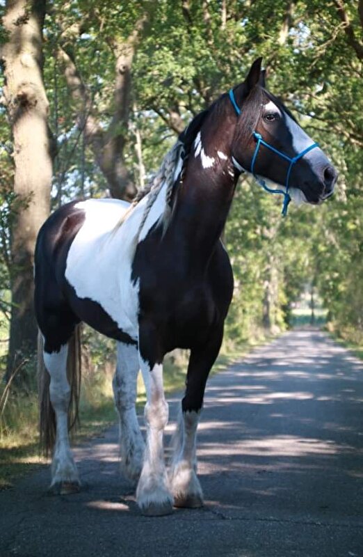 Afbeelding