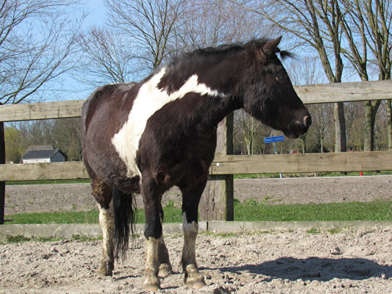 Afbeelding