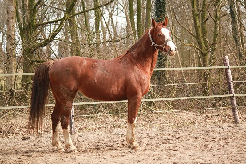 Afbeelding