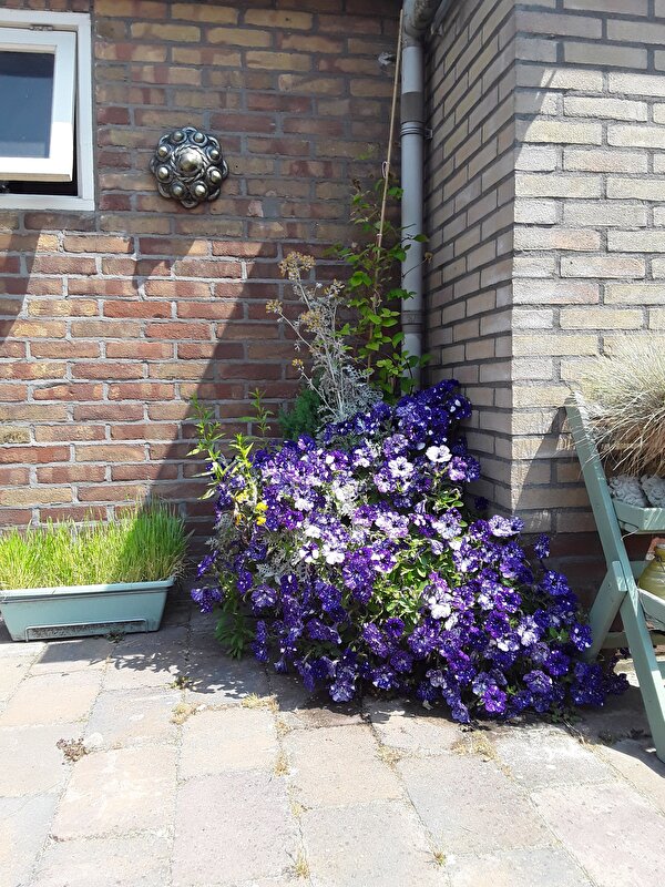 Afbeelding