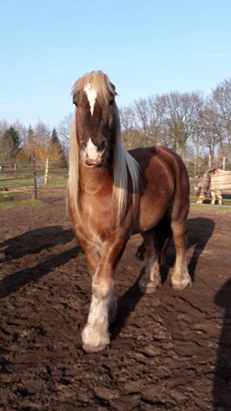 Afbeelding