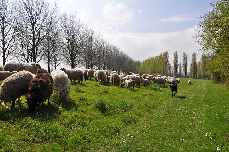 Afbeelding