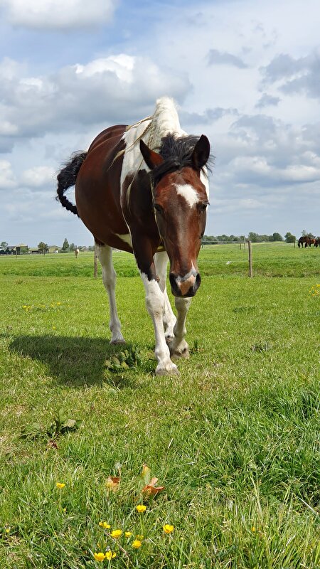 Afbeelding