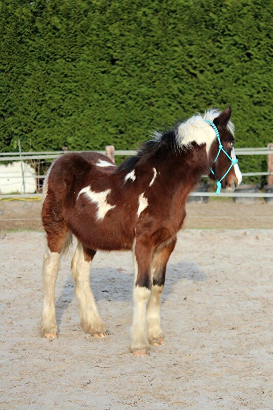 Afbeelding