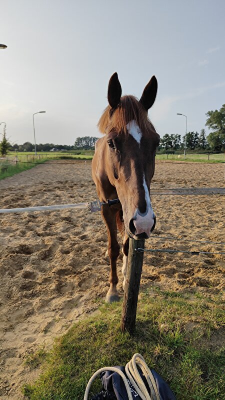 Afbeelding