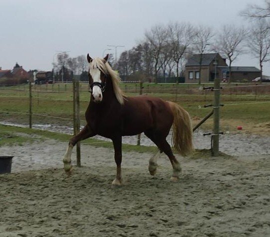 Afbeelding