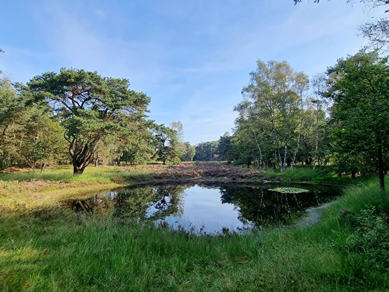 Afbeelding