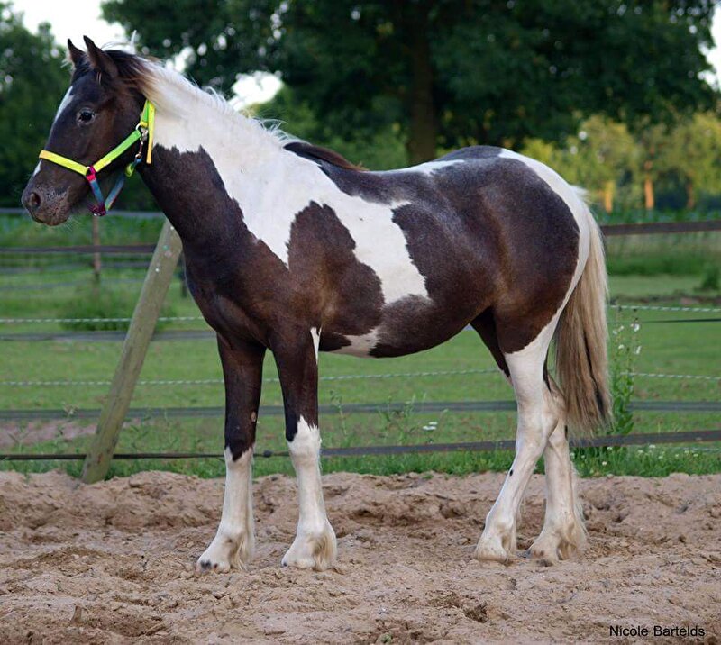 Afbeelding