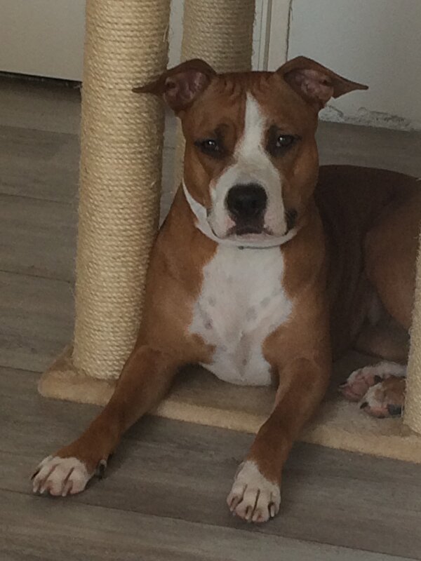 Nog meer mensen met een stafford? • Bokt.nl