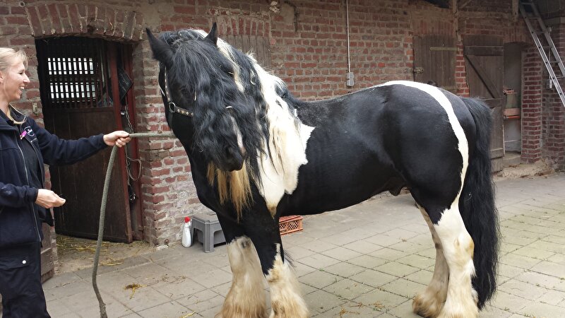 Afbeelding