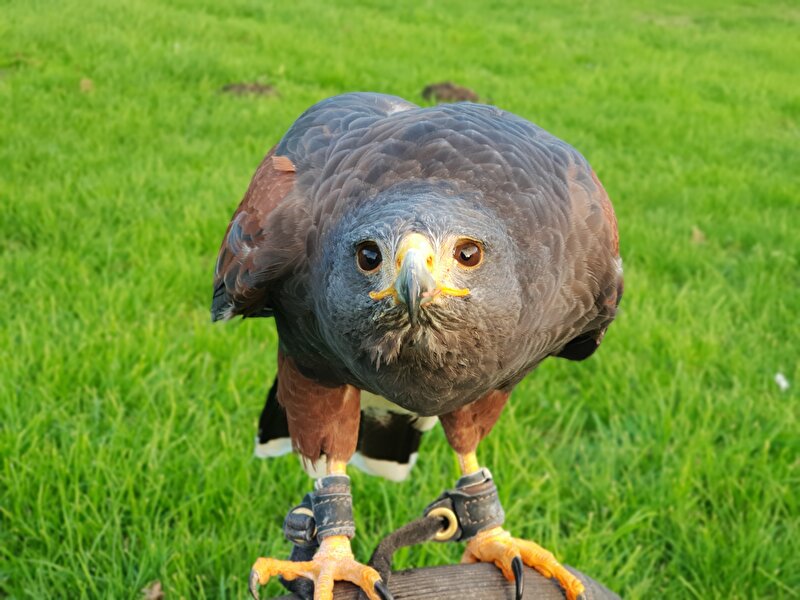 Afbeelding