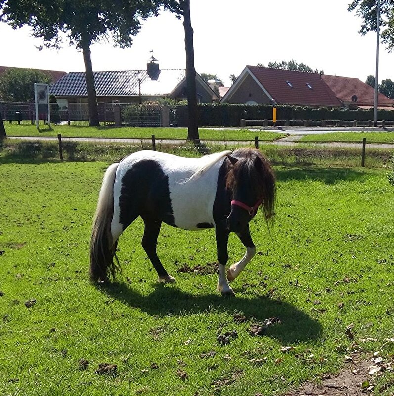 Afbeelding