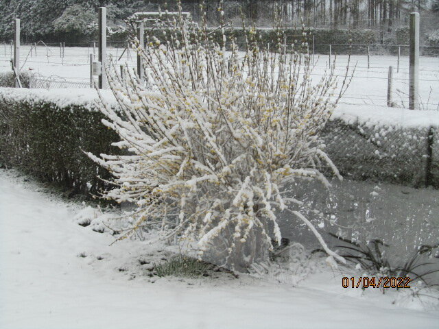 Afbeelding