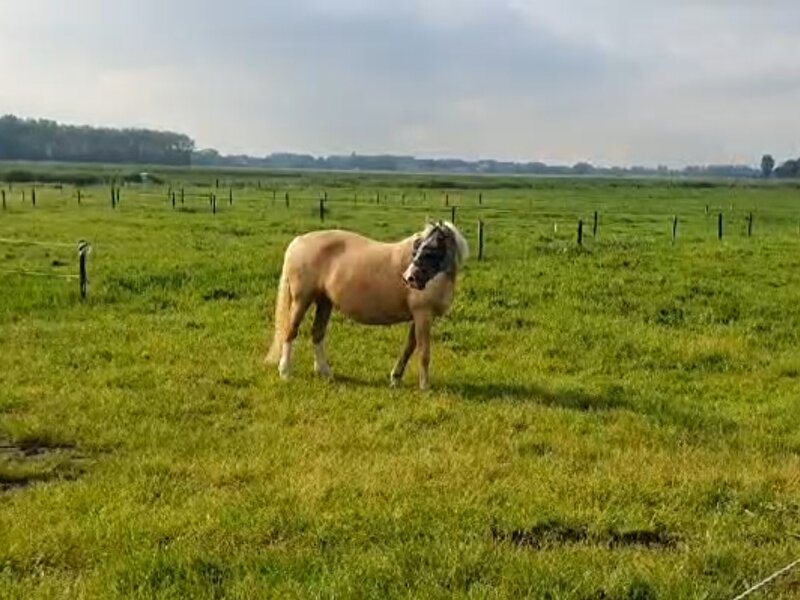 Frederiksborger x Duitse Rijpony 2.0 • Bokt.nl