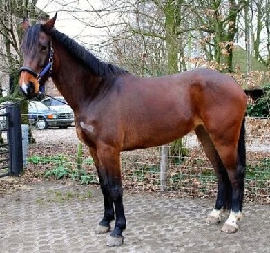 Afbeelding