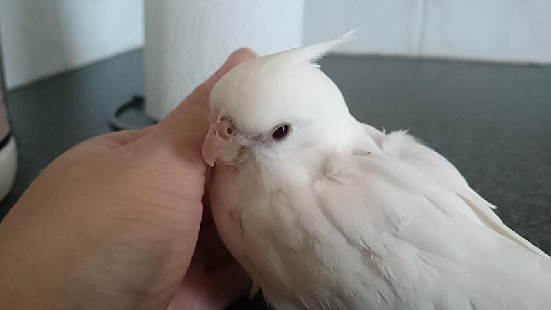 Afbeelding