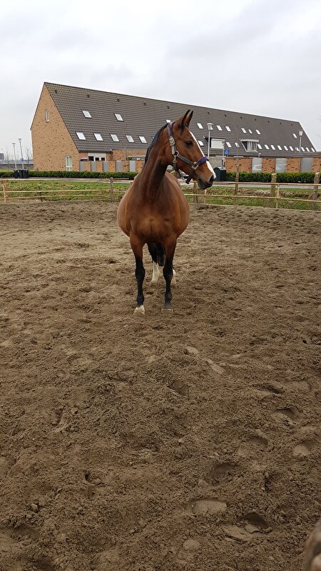 Afbeelding