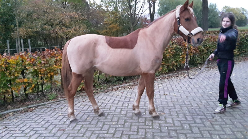 Afbeelding