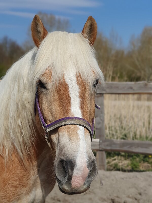 Zo Blij Met Mijn 'gouden' Paarden Roos & Anton • Bokt.nl