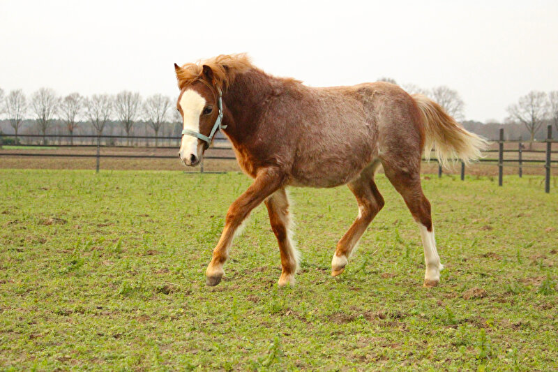 Kleine Crosser Een Maand Bij Ons • Boktnl