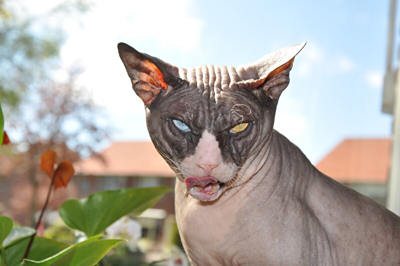 Afbeelding
