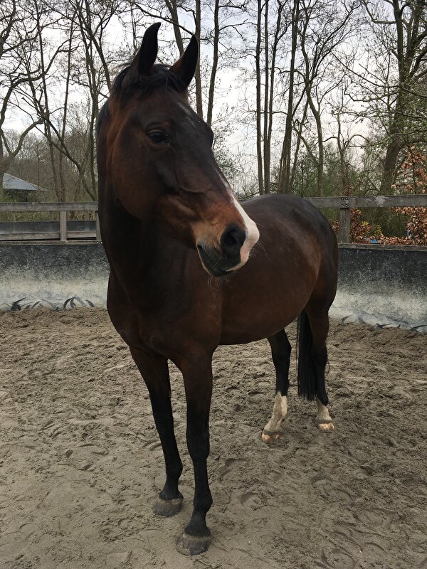 Afbeelding