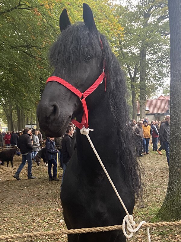 Afbeelding