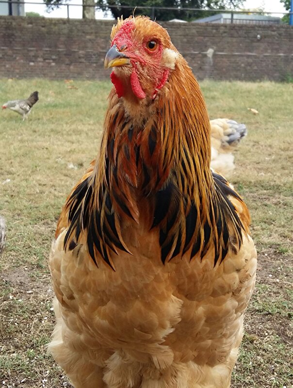 Afbeelding