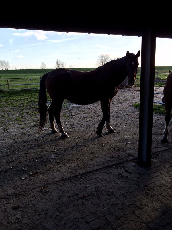 Afbeelding
