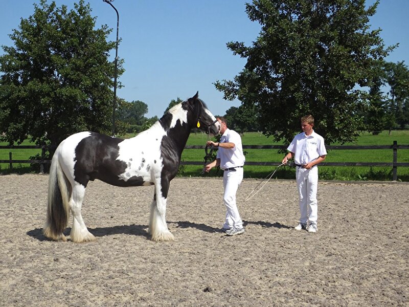 Afbeelding