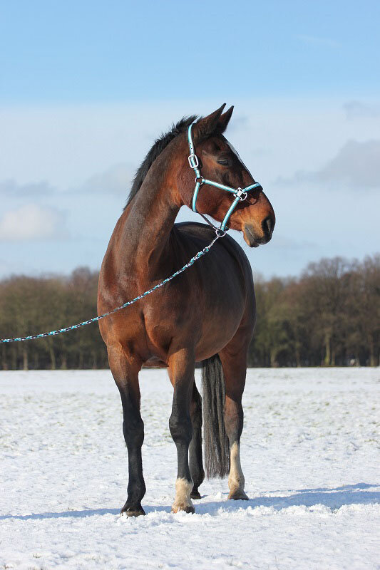 Afbeelding
